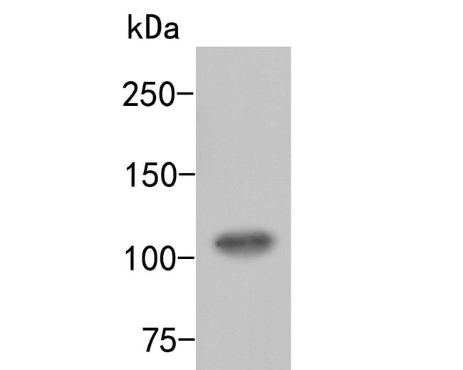 100UL ARF16 ANTIBODY 100 UL