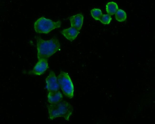 100UL ARF4 ANTIBODY 100 UL