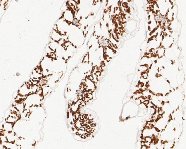 100UL AP4E1 ANTIBODY 100 UL
