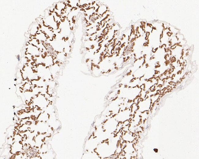 100UL AP4M1 ANTIBODY 100 UL