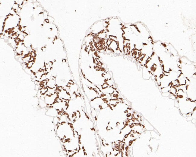 100UL AP4S1 ANTIBODY 100 UL