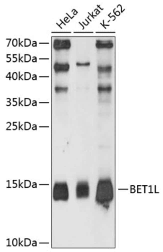 100UL BET1L ANTIBODY 100 UL