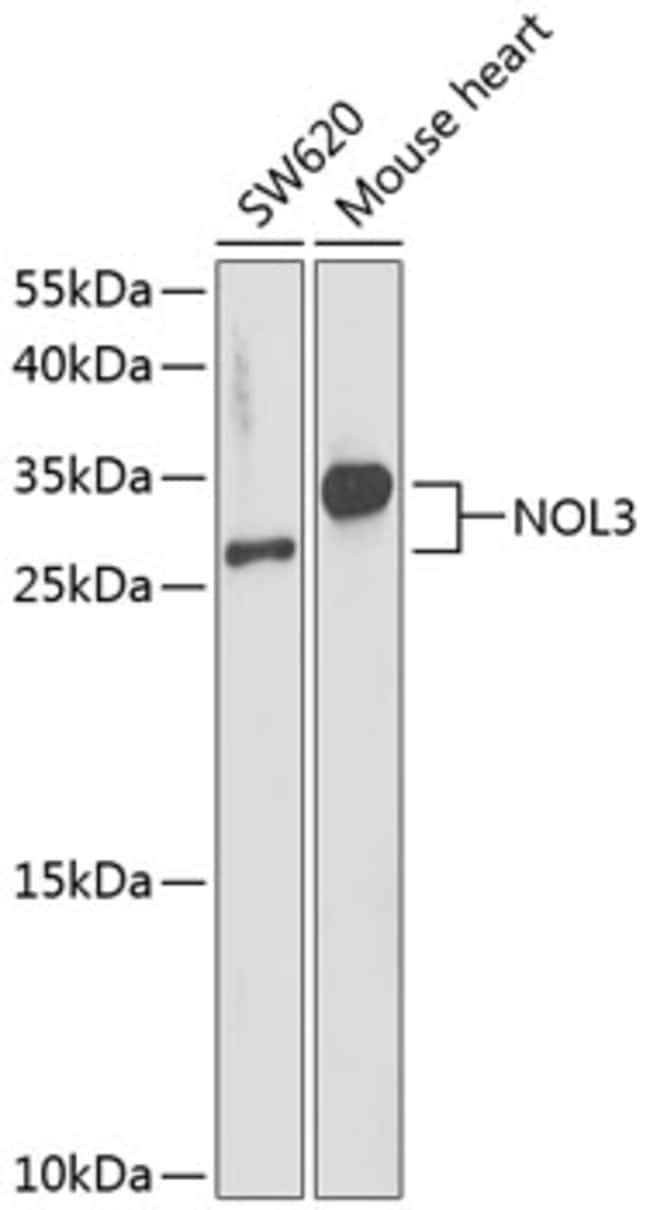100UL ARC ANTIBODY 100 UL