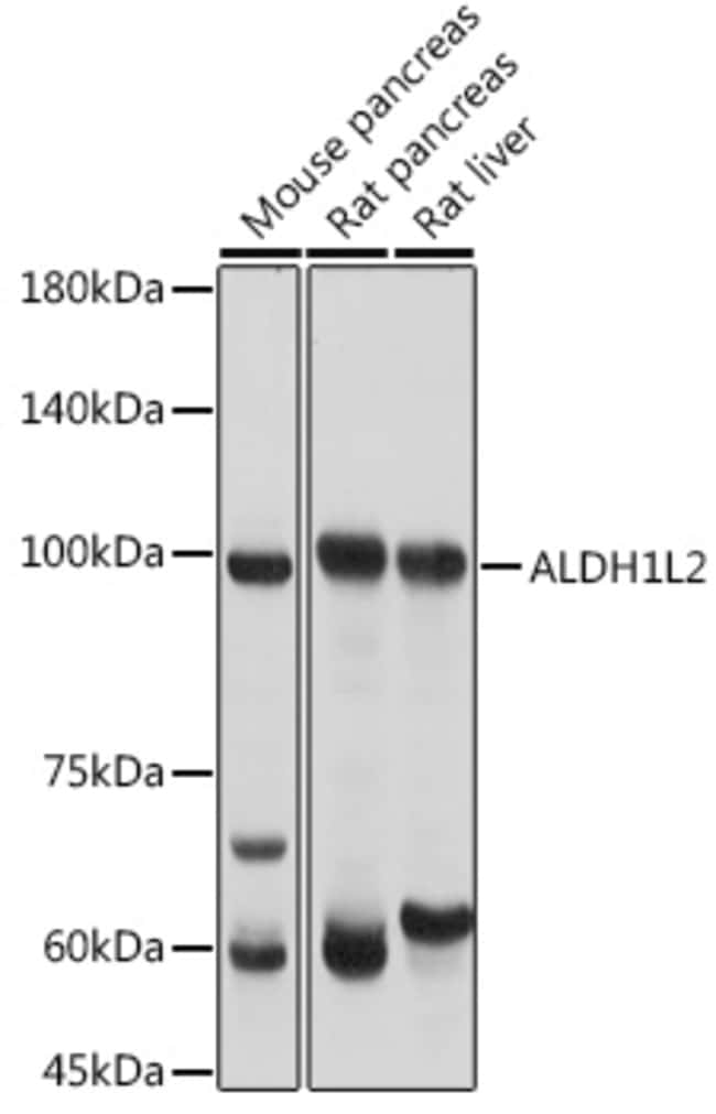 100UL ALDH1L2 ANTIBODY 100 UL