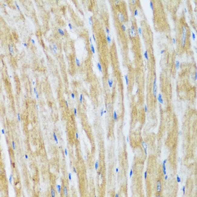 100UL BAG3 ANTIBODY 100 UL
