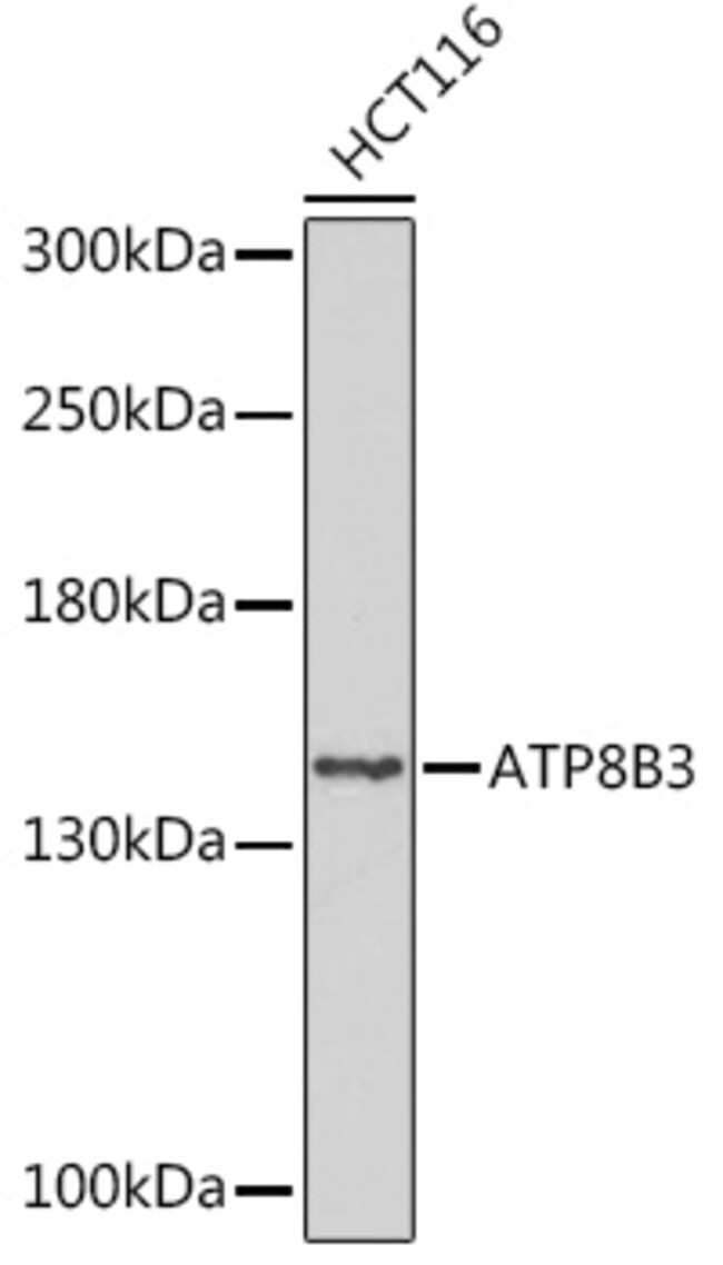 100UL ATP8B3 ANTIBODY 100 UL