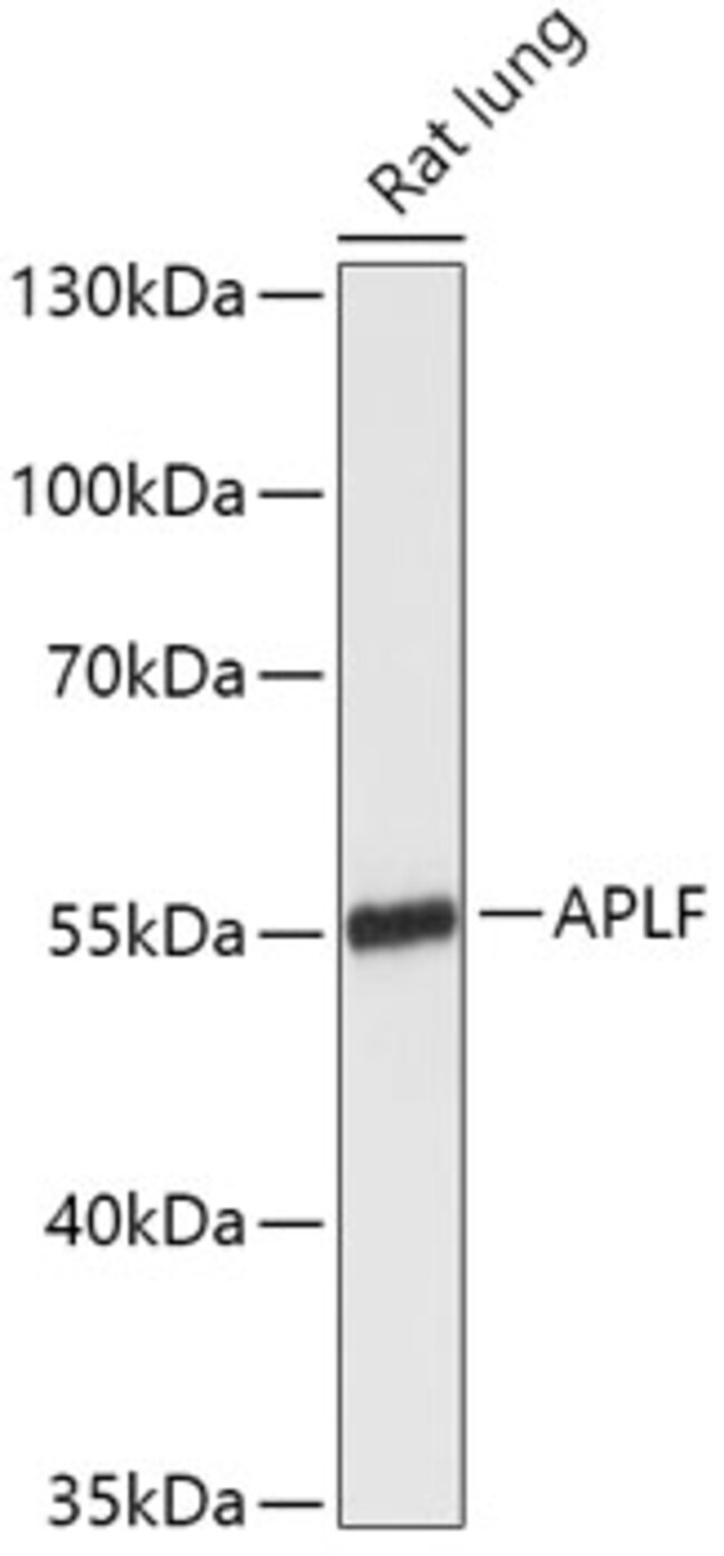 100UL APLF ANTIBODY 100 UL
