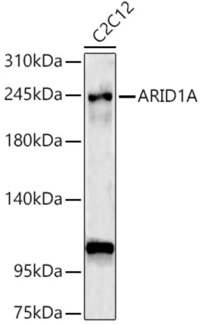 100UL ARID1A ANTIBODY 100 UL
