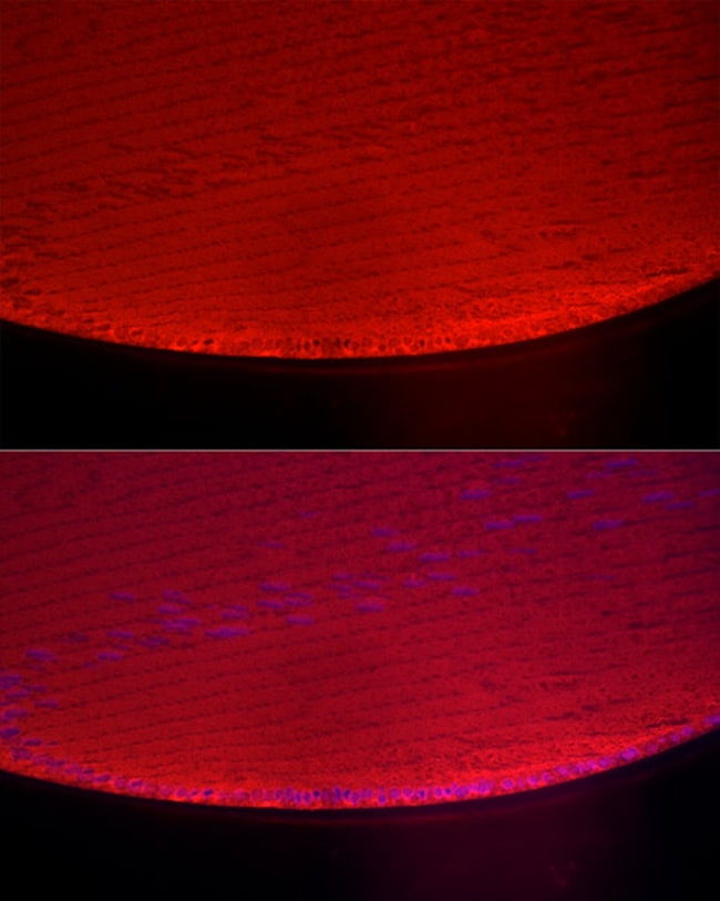 100UL ALPHA A CRYSTALLIN ANTIBODY 100 UL