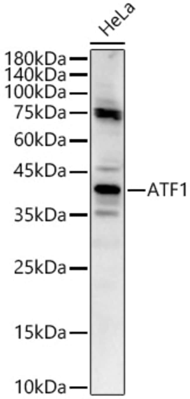 100UL ATF1 ANTIBODY 100 UL