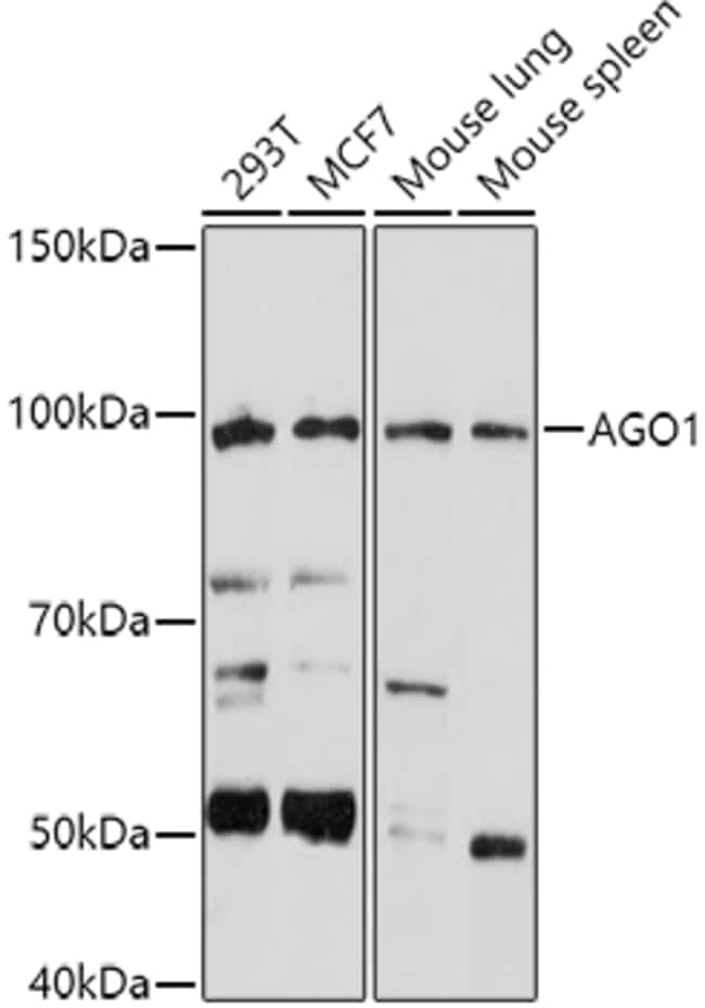 100UL AGO1 ANTIBODY 100 UL