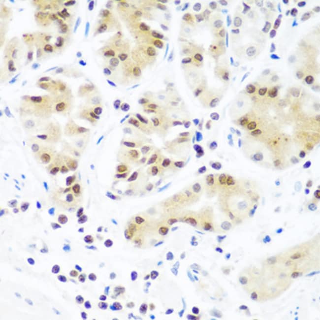 100UL AGO2 ANTIBODY 100 UL