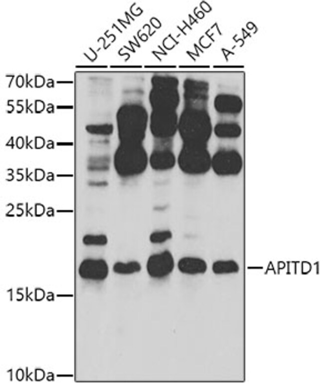100UL APITD1 ANTIBODY 100 UL