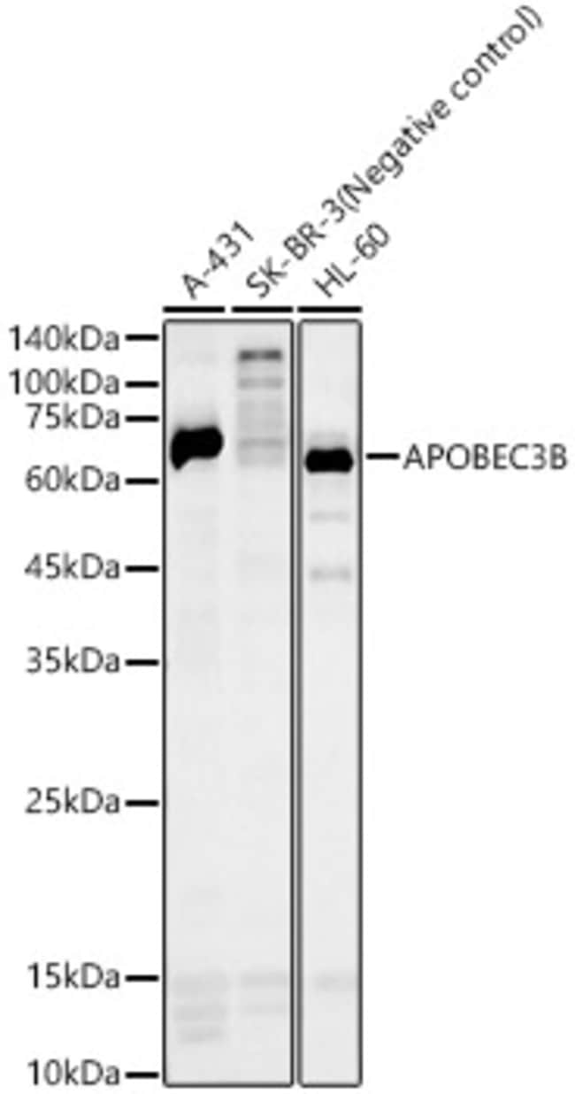 100UL APOBEC3B ANTIBODY 100 UL