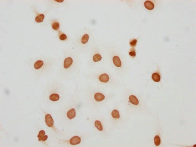 100UL 2-HYDROXYISOBUTYRYL-HIST1H2AG 100U