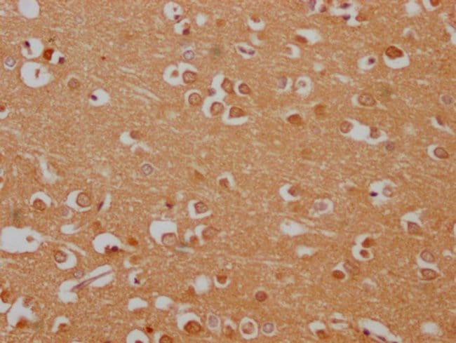 100UL ARGONAUTE 3 ANTIBODY 100UL