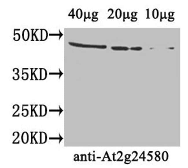 100UG AT2G24580 ANTIBODY 100UG