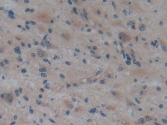 100UL APOA2 ANTIBODY 100UL