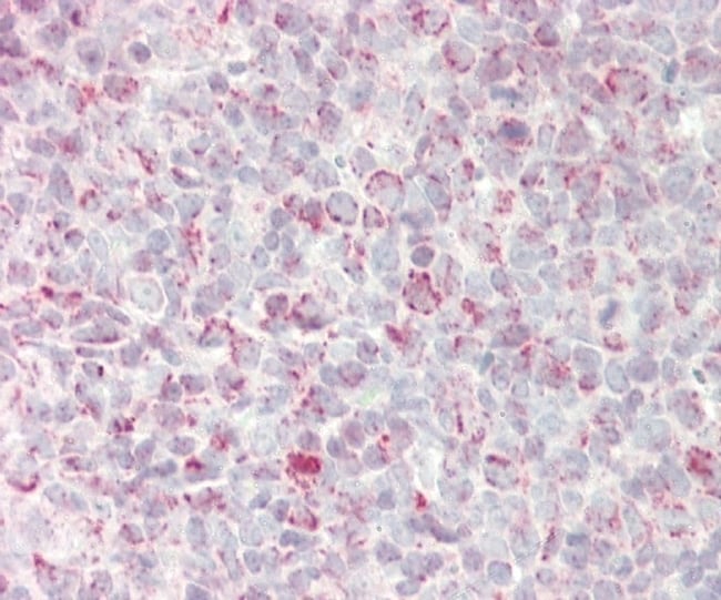 ANTI-GADD45A, 0,1 MG