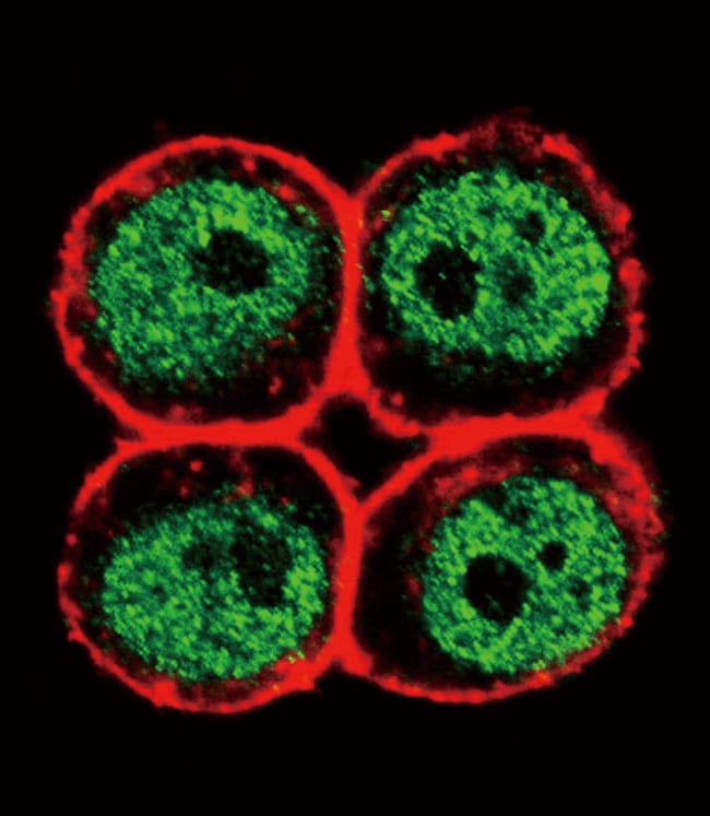 ANTI-PCNA, 0,1mg .