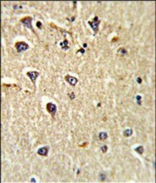 ANTI-CD166, 0,1mg .