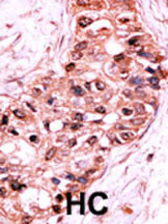 Anti-Phospho-Caspase 9-S196 0.1 mg