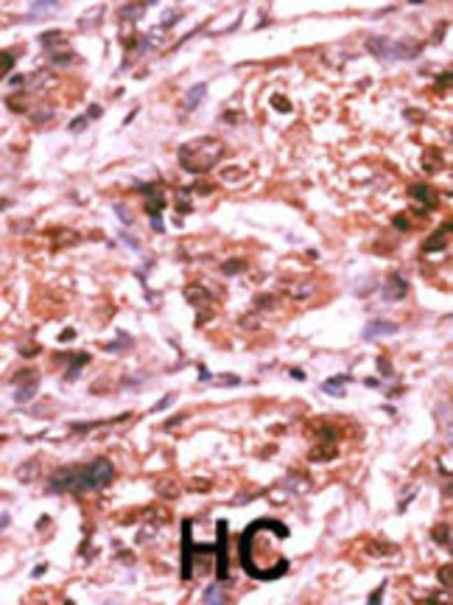 Anti-Phospho-CDC25A-S292 0.1 mg MG