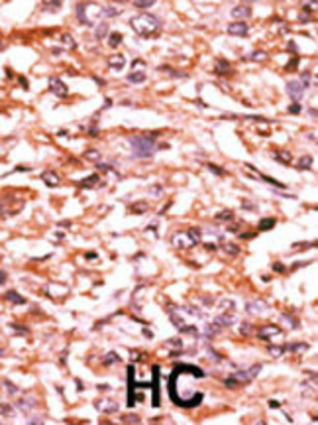 Anti-Phospho-CDC25B-S187 0.1 mg MG
