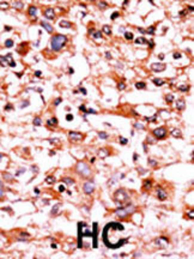 ANTI-PHOSPHO-CDK1-S39, 0,1 MG