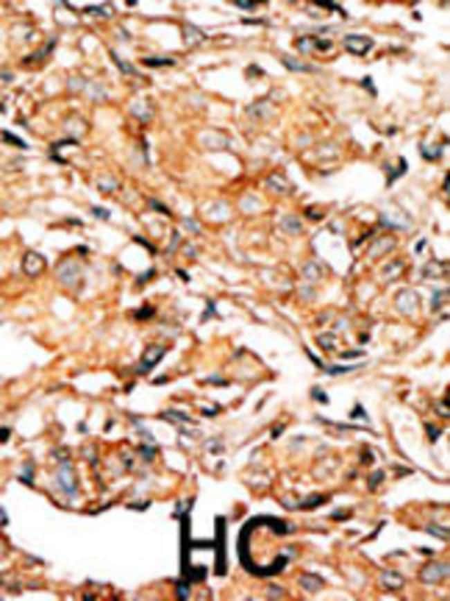 100UG ANTI-PHOSPHO-RAD9-S277 .