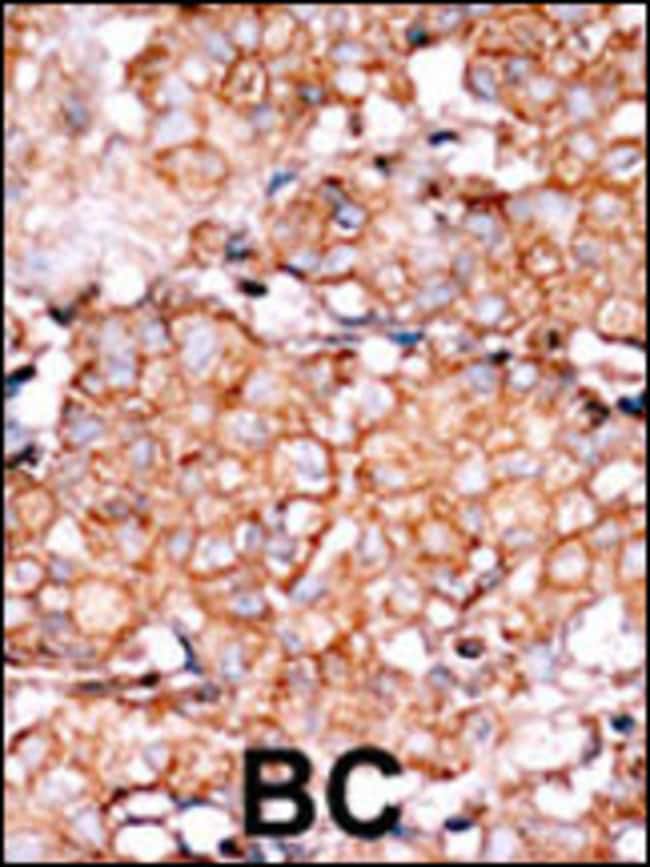 ANTI-PHOSPHO-RAD9-S328, 0,1 MG