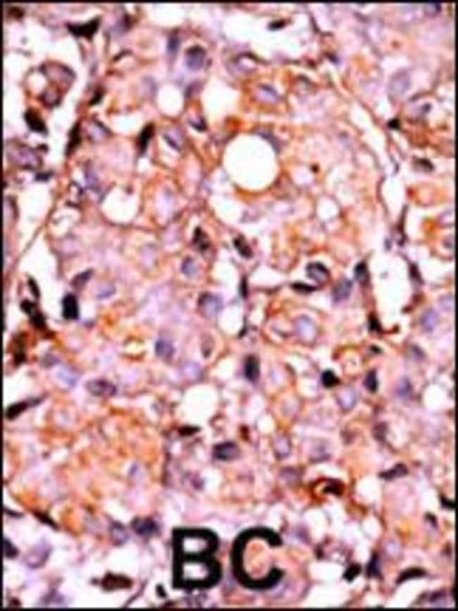ANTI-PHOSPHO-RAD9-S387, 0,1mg .