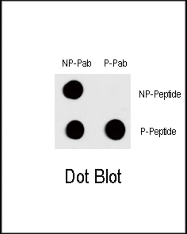 ANTI-PHOSPHO-FOS-T232, 0,1mg .