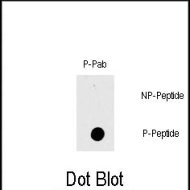ANTI-PHOSPHO-RAF1-T269, 0,1mg .