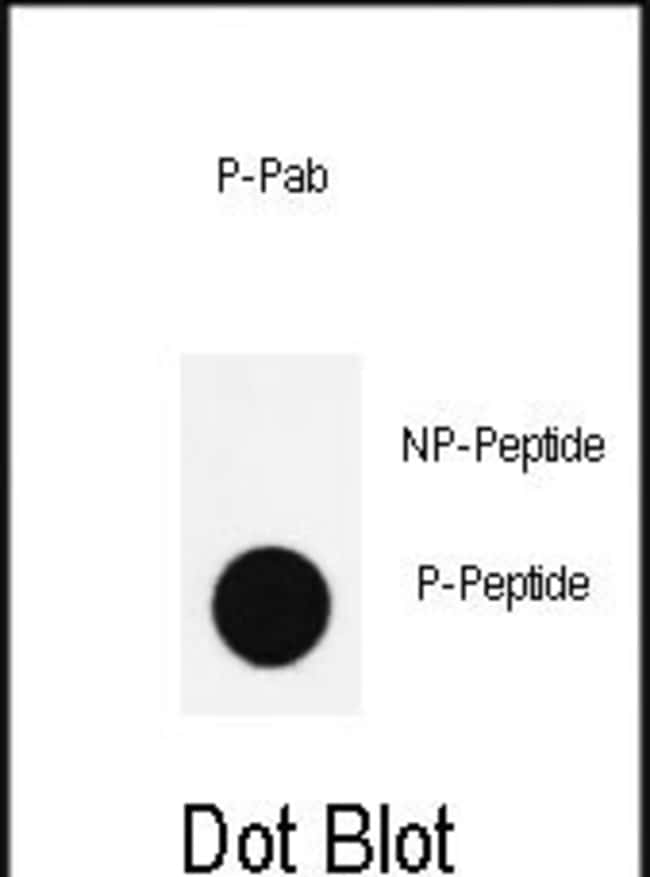 Anti-Phospho-Nanog-S285 0.1 mg MG