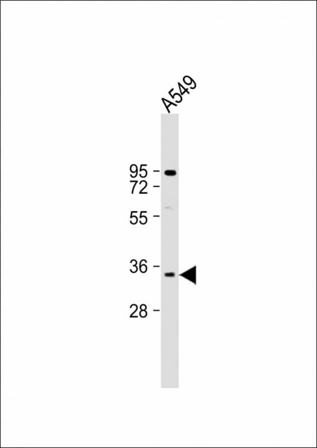 ANTI-MAGEA2, 0,1 MG