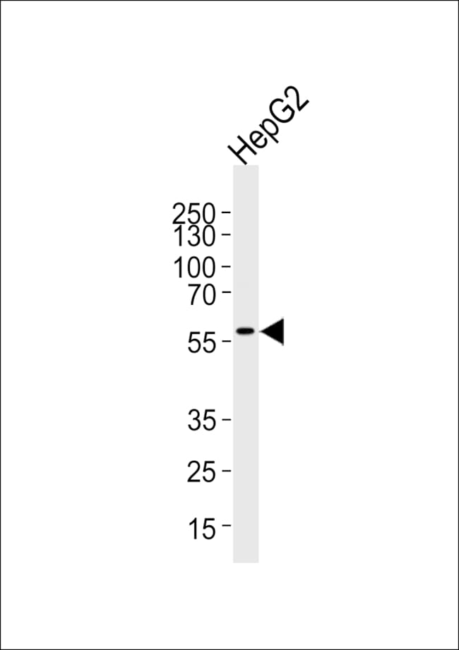 ANTI-AF9, 0,1 MG