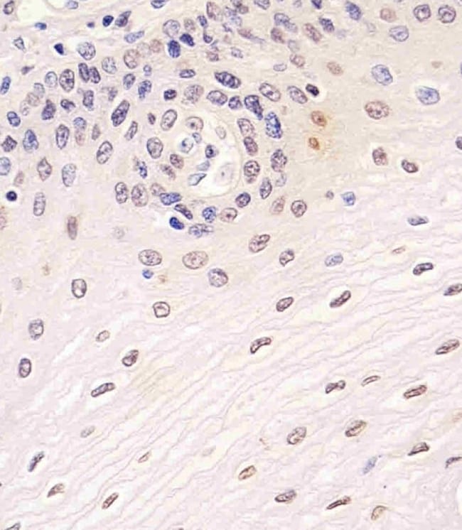 ANTI-SIRT7, 0,1 MG