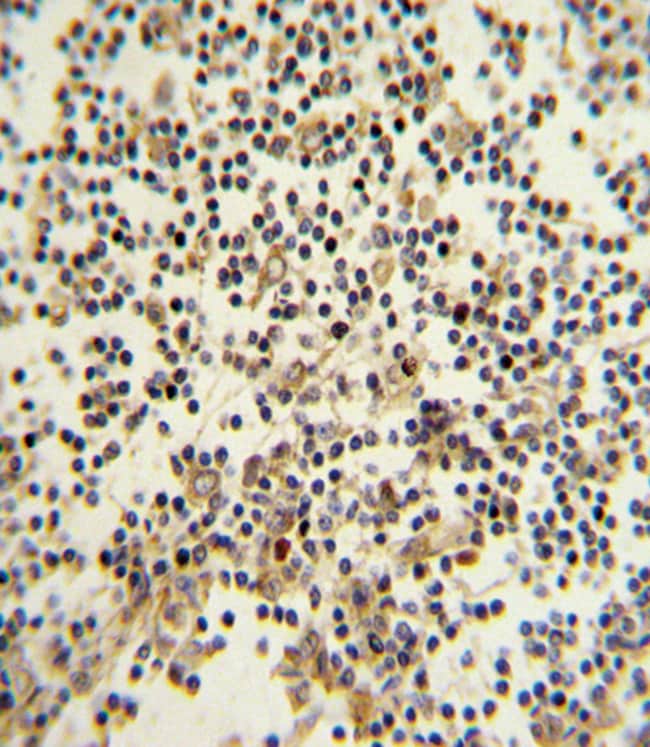 ANTI-CD82, 0,1 MG