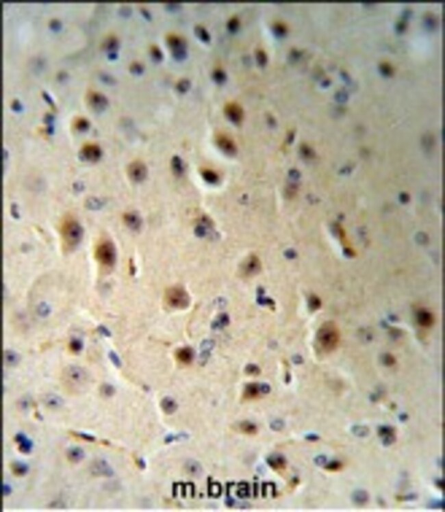 ANTI-AGO1, 0,1 MG