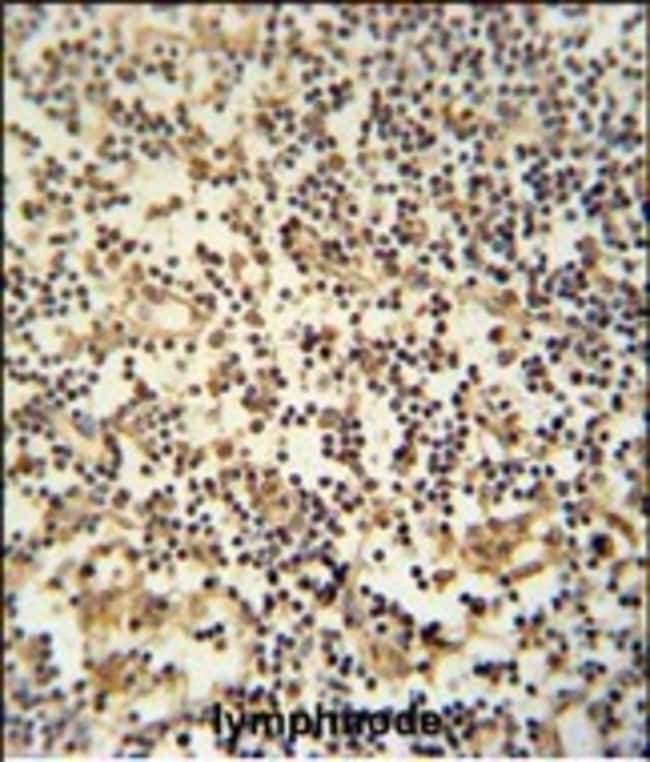 ANTI-MAML3, 0,1 MG