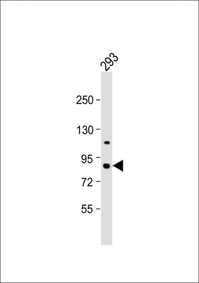 ANTI-PKC EPSILON, 0,1mg .