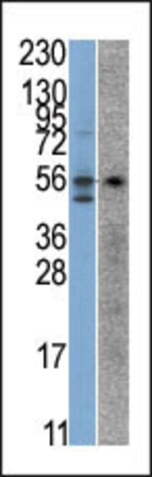 ANTI-STK38, 0,1mg .