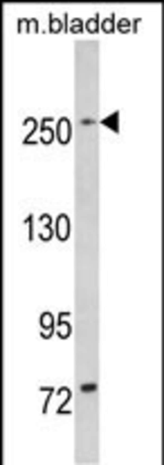 ANTI-LRRK1, 0,1 MG
