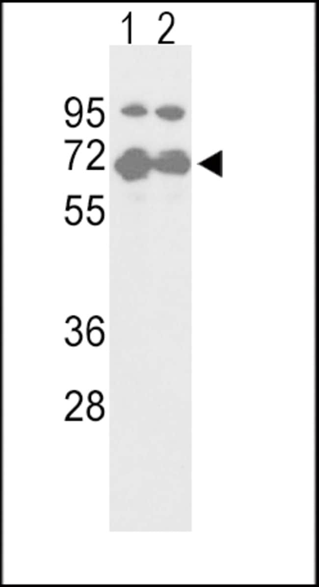 ANTI-NFE2L2, 0,1 MG