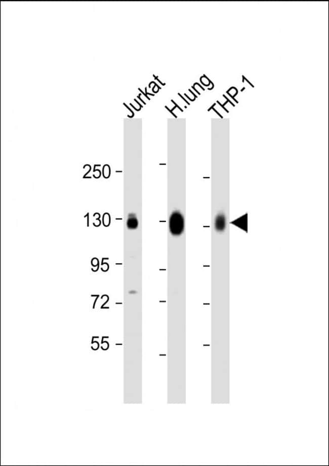 ANTI-CD31, 0,1mg .
