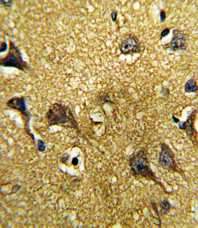 ANTI-GDF6, 0,1mg .