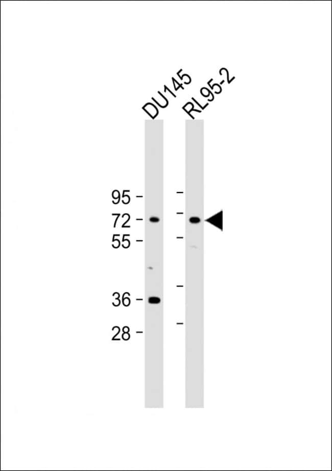 ANTI-DDX53, 0,1 MG