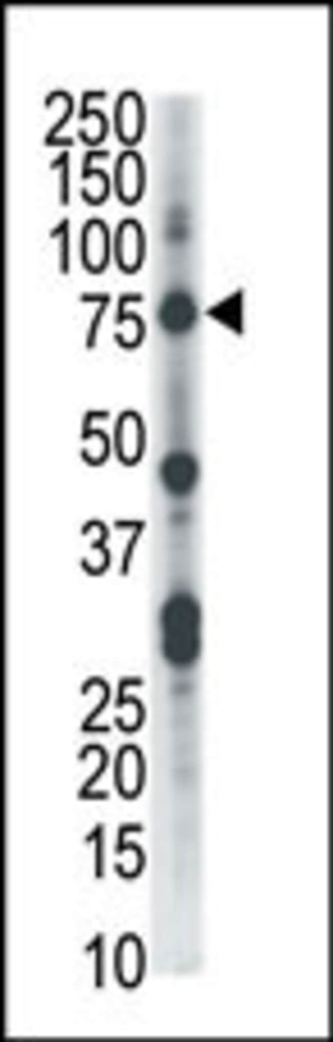 ANTI-CLK2, 0,1mg .