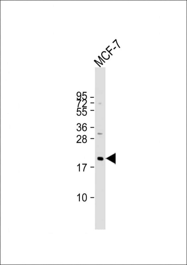 ANTI-NRAS, 0,1 MG